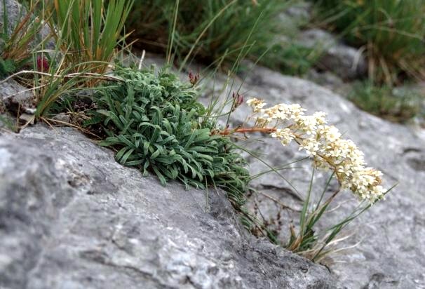 Saxifraga callosa / Sassifraga meridionale